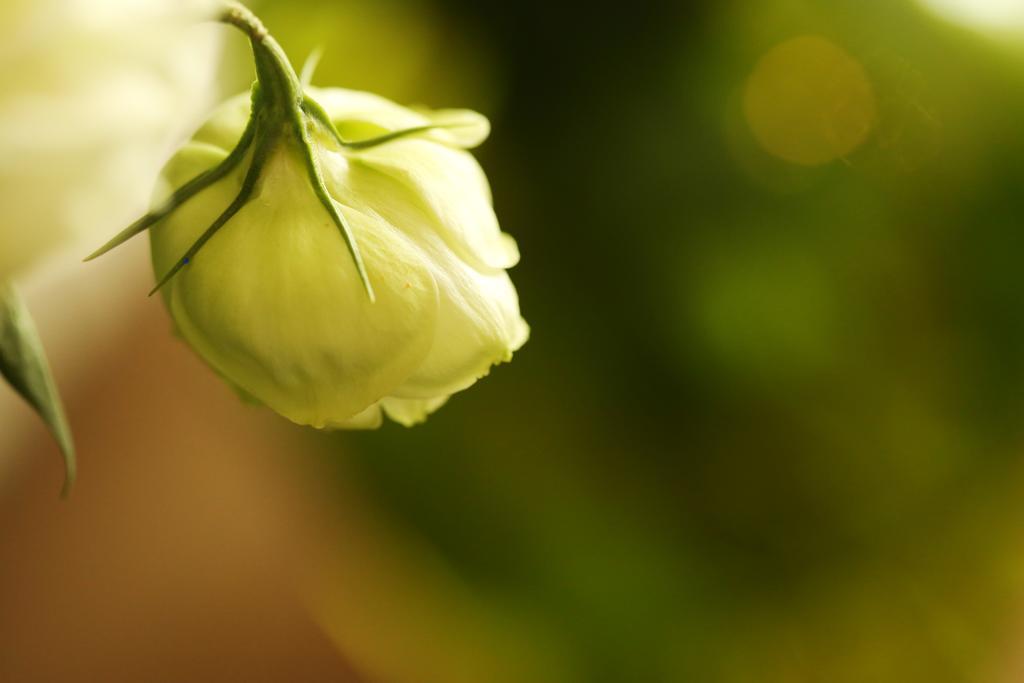 Blooming Lotus.Waterclouds.Hangzhou Exterior foto